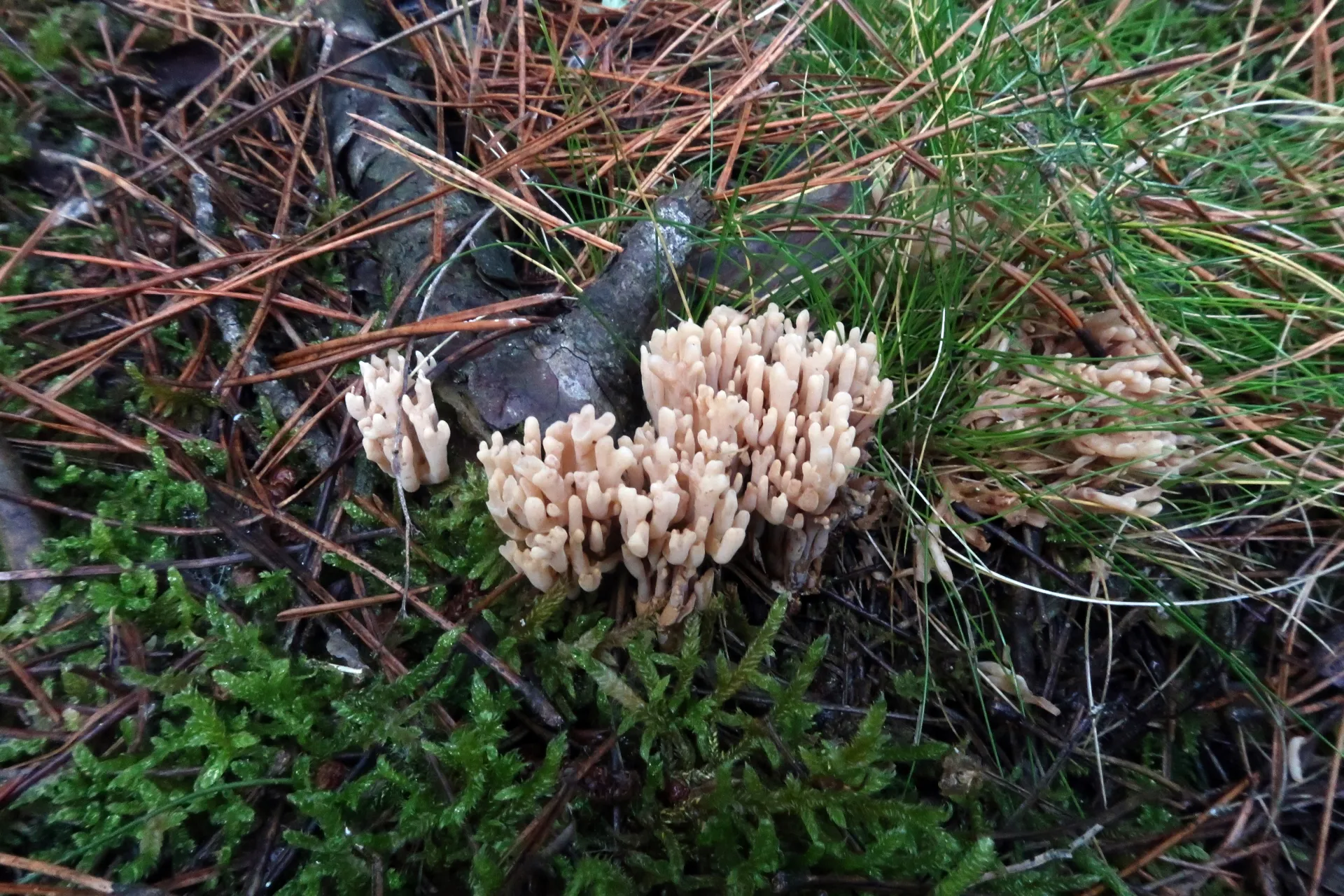 Ramaria suecica - 1 - IMG_5799